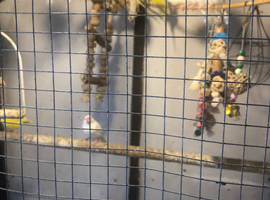 8 White Java Sparrows for sale