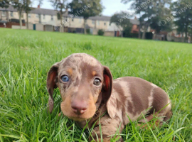 Miniature Dachshund Puppies - 1 Boy & 2 Girls - Blackpool.