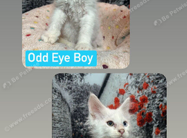 TICA Maine Coon Kittens Ready SOON!