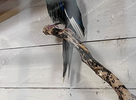 Breeding pair proven kakarakis