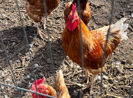 3 hens one cockerel warren