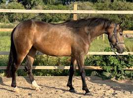2023 registered dun filly to make 14.2