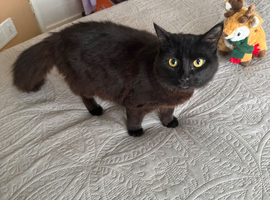 Longhaired black kitten