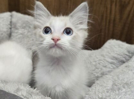 4 stunning ragdoll kittens