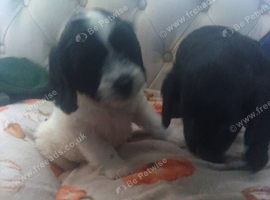 Spaniel puppies