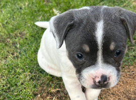 French bulldog x staff