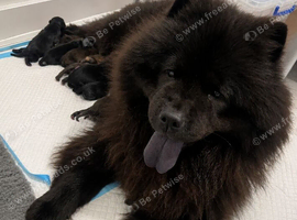 Chow Chow Puppies Black&Red