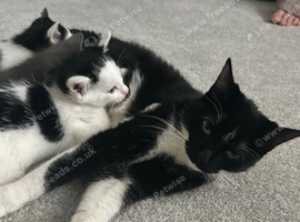 Kittens