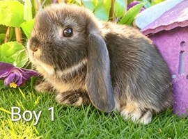 Last few mini lop left