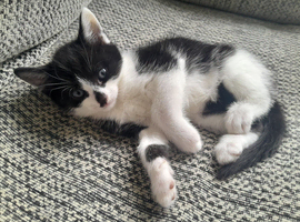 2 black and white boy kittens looking for forever home