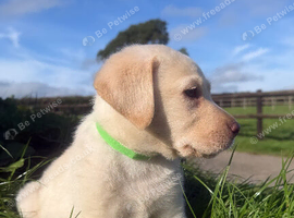 Beautiful quality Labrador puppies