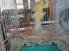 4 cocks for sale.