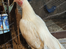 Asil male chicken