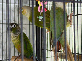 Baby green cheek conure