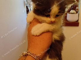 Girl gray and white fluffy