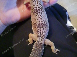 Female leopard gecko and full setup