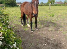 Looking for my next horse