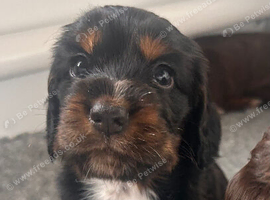 1 Beautiful Cocker Spaniel Puppy
