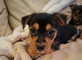 Jack Russell cross puppies
