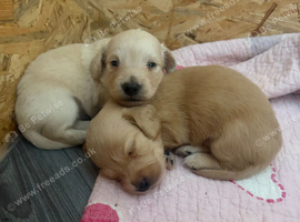 *Last one*Longhaired cream miniature dachshunds