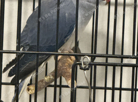 Ring Neck Blue Mutation - 6 months old
