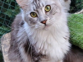 4 year old female maine coon