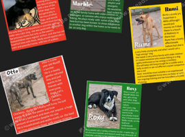 Can anyone offer a loving home to one of these rescue dogs?