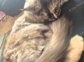 Maincoon female misty