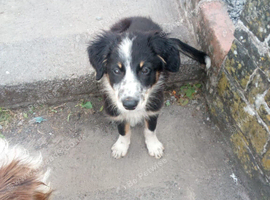 3 Welsh Sheepdog Male Pups for sale