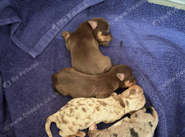 Wenlock-Norjack Terrier puppies