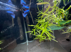 Betta sale!!