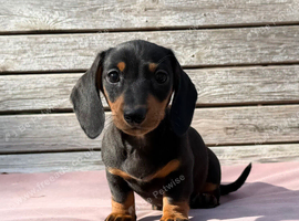 Miniature dachshund puppies 3 left.