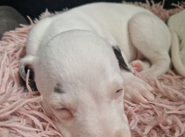 Heart and Health Tested White and blue parti coloured Whippet Pups.