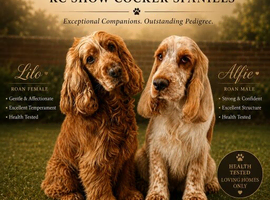 Waiting list for KC show cocker spaniel puppies