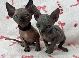 (LAST 2 left) Sphynx kittens