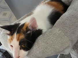 Female Turkish angora