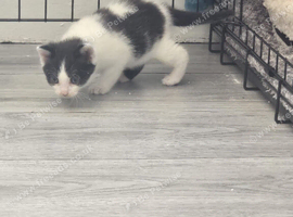 Black and white kitten