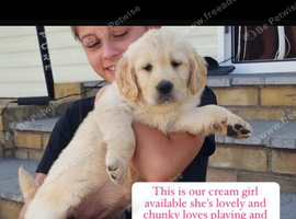 Kc reg ready to leave golden retriever