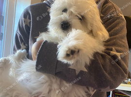 2 Maltese puppies