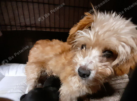 Chipoo puppies