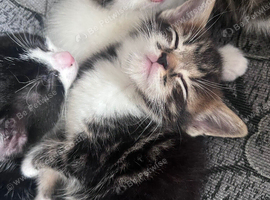 Five kittens available