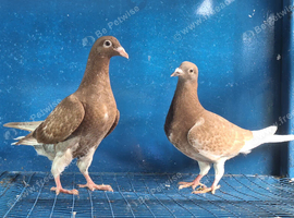 Young choclate muleman pair