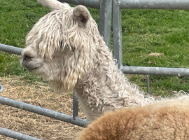 White Suri Alpaca