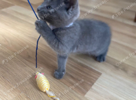 2 left beautifull kittens. Readynow :) looking forever homes