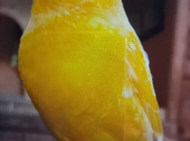 Wanted female canary