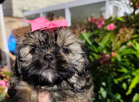 Shih tzu puppies