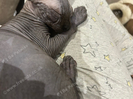 Gorgeous male Sphynx kitten