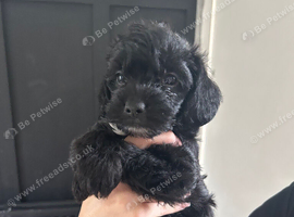 Cavapoo puppies