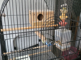 Budgie ( male)