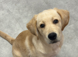 Girl pup
